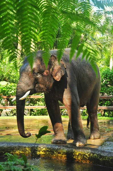 Bali Indonesia August 2016 Sumatra Elephants Elephants Safari Park Taro — Stock Photo, Image