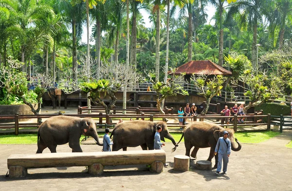 Bali Indonesia 2016 수마트라 코끼리 Elephants Safari Park Taro Village — 스톡 사진