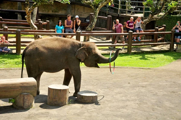 Bali Indonésie Août 2016 Éléphants Sumatra Elephants Safari Park Dans — Photo
