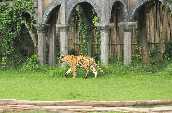 Bali Ndonezya January 2017 Bali Safari Ferfomance Hayvan Kaplan Gösterisi — Stok fotoğraf