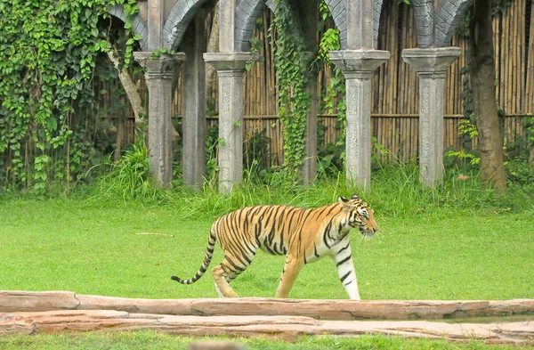 Bali Indonesia January 2017 Ferfomance Animals Tiger Show Bali Safari — Stock Photo, Image