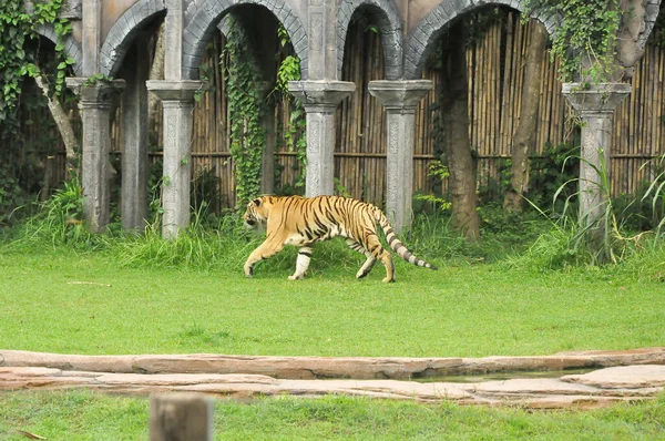 Bali Indonesien Januar 2017 Ferfomance Animals Tiger Show Bali Safari — Stockfoto