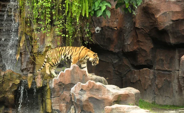 Bali Indonesia Enero 2017 Ferfomance Animales Tigre Espectáculo Bali Safari Fotos de stock libres de derechos