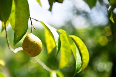 Nutmeg veya muscat fındıkları güneşli bir günde ağaçta büyür.
