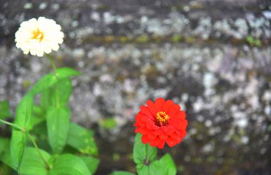 Bokeh arkaplanlı güneşli bir günde renkli bir çiçek