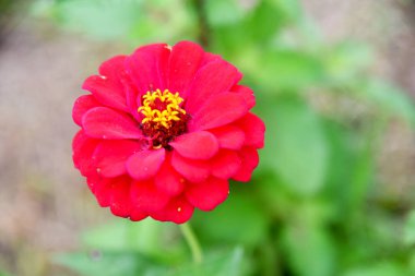 Bokeh arkaplanlı güneşli bir günde renkli bir çiçek