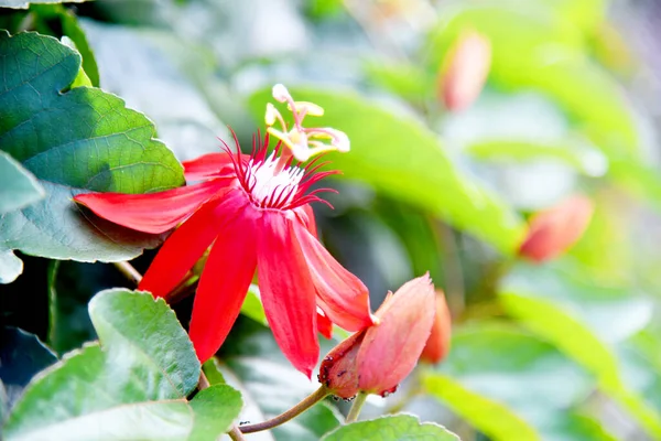 Red Flower Sunny Day Bokeh Background — Stock Photo, Image