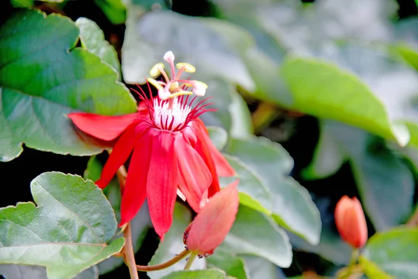 Red Flower Sunny Day Bokeh Background — Stock Photo, Image