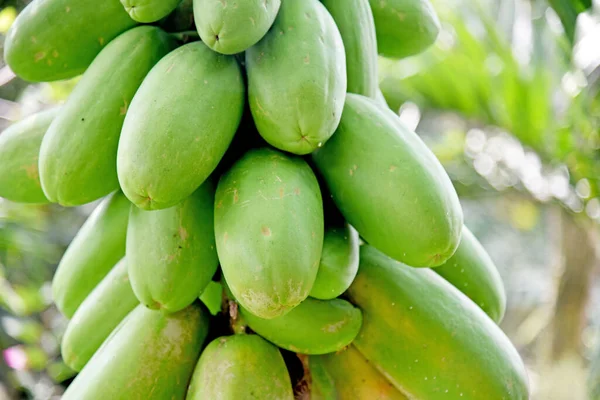 Papaya Crescita Dei Frutti Sull Albero — Foto Stock