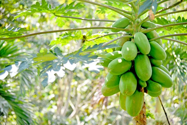 Crescimento Frutas Mamão Árvore — Fotografia de Stock