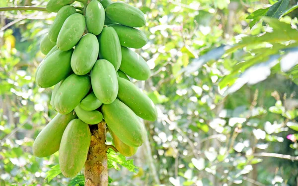 Papaya Crescita Dei Frutti Sull Albero — Foto Stock