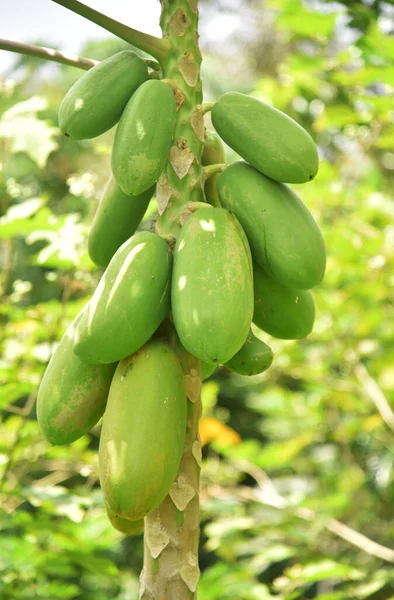Crecimiento Fruta Papaya Árbol — Foto de Stock