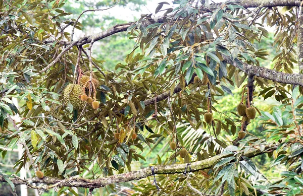 Crescita Dei Frutti Duriani Sull Albero — Foto Stock