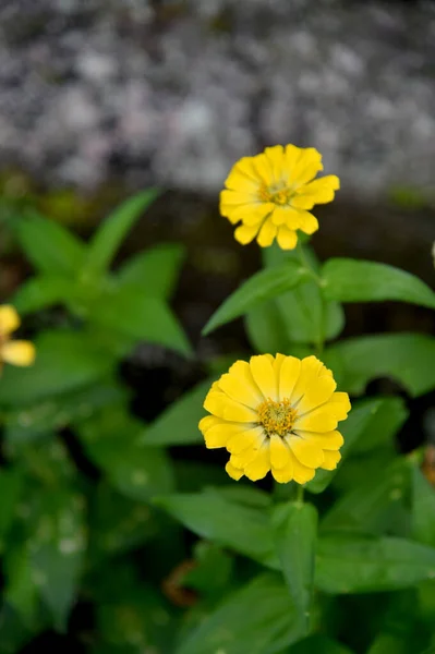 Bunga Berwarna Selama Hari Cerah Dengan Bokeh Latar Belakang — Stok Foto