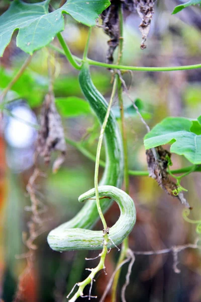 Sayuran Pahit Snake Bitter Gourd Vegetable Tumbuh Kebun Rumah — Stok Foto