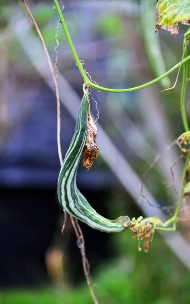 Sayuran Pahit Snake Bitter Gourd Vegetable Tumbuh Kebun Rumah — Stok Foto