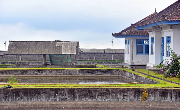 Tabanan Bali Indonezya Ağustos 2021 Gündüz Vakti Bali Endonezya Nın — Stok fotoğraf