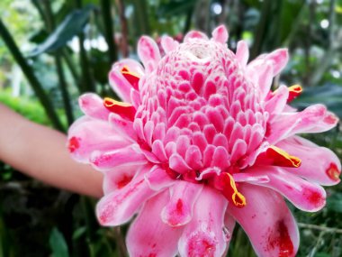 Güneşli bir günde ağaçta pembe renkli meşale çiçeği yetişiyor.