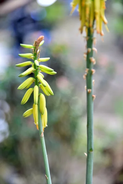 Aloe Vera Květ Žluté Barvě Bokeh Pozadí — Stock fotografie