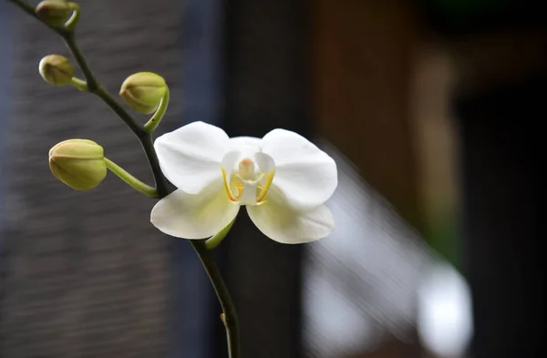 Крупный План Орхидей Фоне Боке — стоковое фото