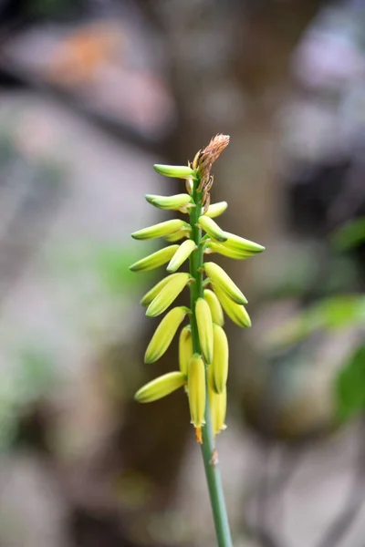 Aloe Vera Blomma Gul Färg Med Bokeh Bakgrund — Stockfoto