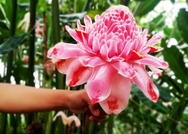 晴れた日の間に木の上にピンク色の成長でトーチ生姜の花 — ストック写真