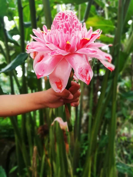 晴れた日の間に木の上にピンク色の成長でトーチ生姜の花 — ストック写真