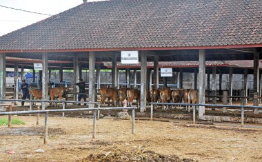 BALI, INDONEZYA-SEPTEMBER 08,2021: Gündüz vakti Bali Endonezya 'nın kötü naipliği. Siyah ve kahverengi inek pazarda satmaya hazır. Güneşli bir günde inekler taze görünüyor.