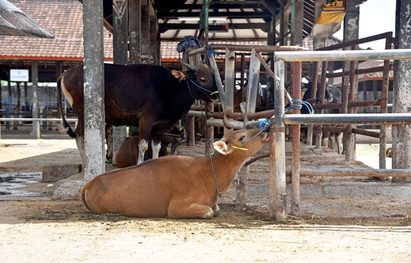 Vaches Couleur Noire Brune Prêtes Être Vendues Sur Marché — Photo