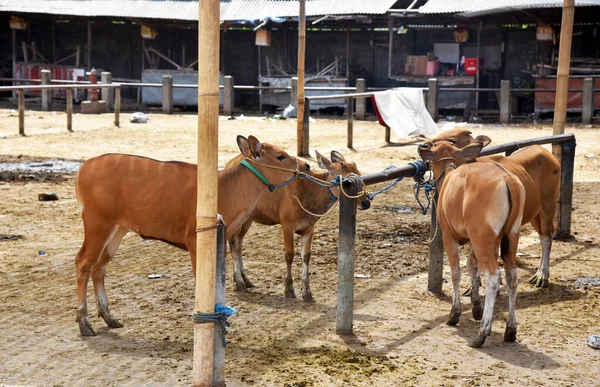 Vaches Couleur Noire Brune Prêtes Être Vendues Sur Marché — Photo