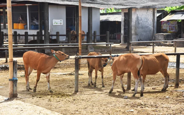 Vaches Couleur Noire Brune Prêtes Être Vendues Sur Marché — Photo