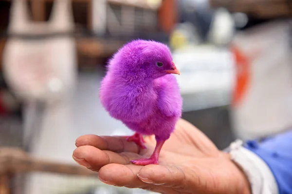 Baby Chickens Colorful Painted Color Selling Market — Stock Photo, Image