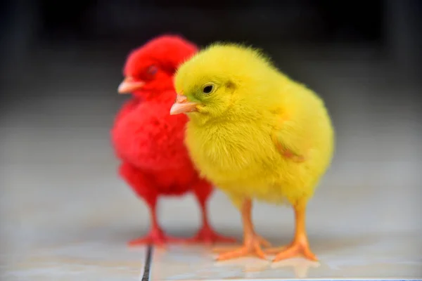 Colored Baby Chickens Closed — Stock Photo, Image