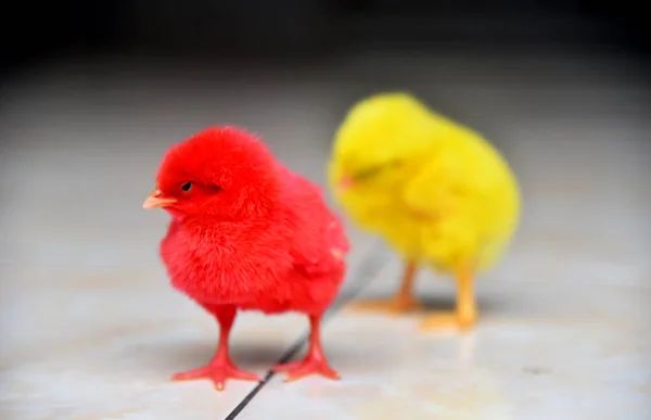 Colored Baby Chickens Closed Stok Gambar