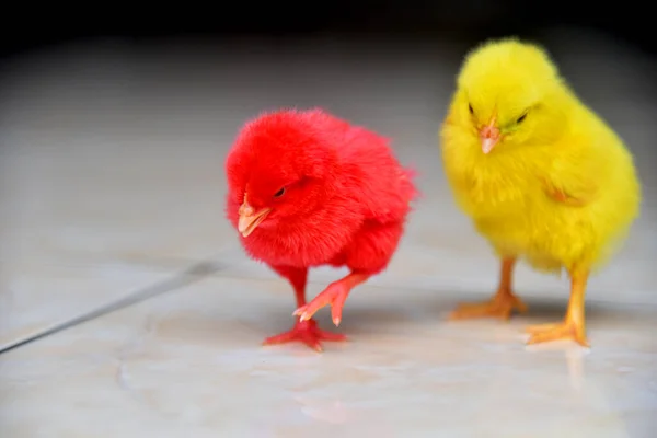 Colored Baby Chickens Closed Stok Gambar Bebas Royalti