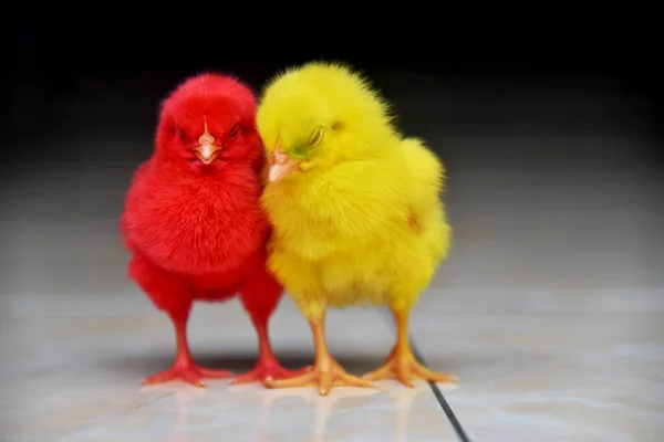 Pollos Bebé Color Cerrado Fotos de stock libres de derechos