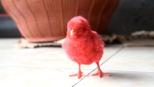 Renkli Yavru Tavuklar Kapalı — Stok video