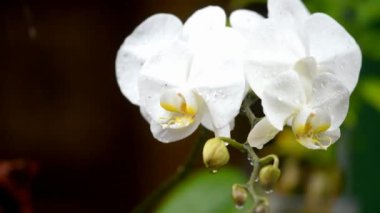 Yağmur sırasında orkideyi beyaz renkte kapat