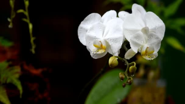 Primer Plano Orquídea Color Blanco Durante Lluvia — Vídeos de Stock