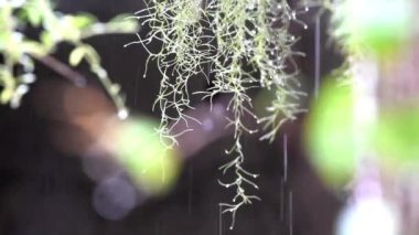 Yeşil yaprakların arasına yağmur damlaları düşer.