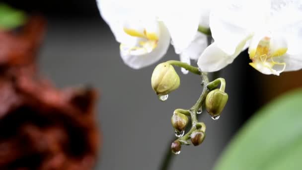 Primer Plano Orquídea Color Blanco Durante Lluvia — Vídeos de Stock