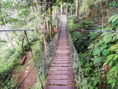 Doğal malzeme köprüsü, ormanın ortasında.