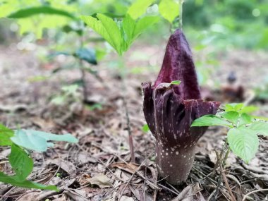 Kokuşmuş çiçek büyümesi yerde, yakın planda.