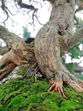 Ayrıntılı olarak Bonsai Ağacı ve kapatın