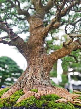 Ayrıntılı olarak Bonsai Ağacı ve kapatın
