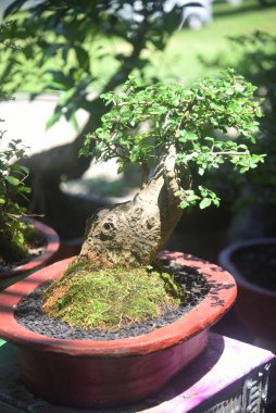 Ayrıntılı olarak Bonsai Ağacı ve kapatın