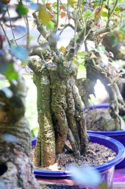 Ayrıntılı olarak Bonsai Ağacı ve kapatın