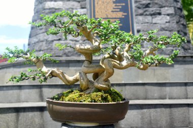 Ayrıntılı olarak Bonsai Ağacı ve kapatın