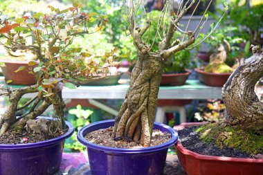 Ayrıntılı olarak Bonsai Ağacı ve kapatın