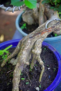 Ayrıntılı olarak Bonsai Ağacı ve kapatın